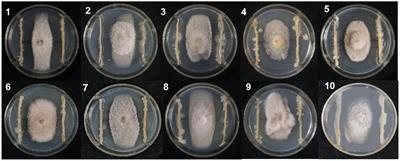 Bacillus velezensis BVE7 as a promising agent for biocontrol of soybean root rot caused by Fusarium oxysporum